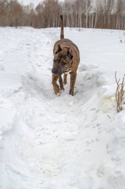 Karlı tarlada koşan köpek