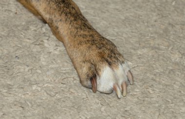 Arka planda köpek patisinin yakın plan fotoğrafı.