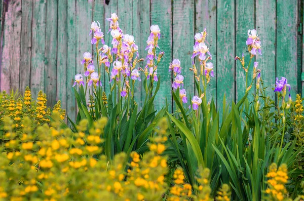 Hermoso Botánico Tiro Aire Libre — Foto de Stock