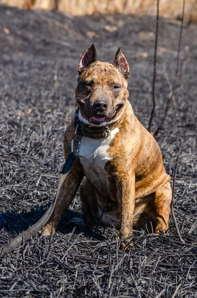 Tiger Staffordshire teriyer köpeği tarladaki yangından sonra yanmış toprakta..