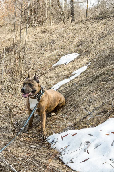 Tijger Staffordshire Terriër Hond Outdoor — Stockfoto