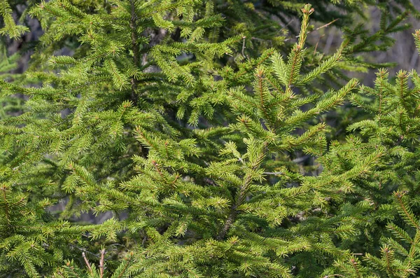 Zielone Gałązki Jodły Flora Liście — Zdjęcie stockowe