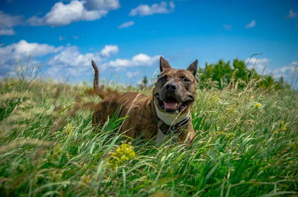 Tiger Staffordshire Terriër Hond Buiten Het Veld — Stockfoto