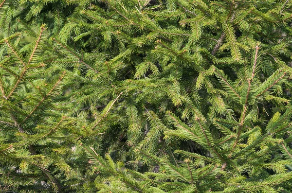 Zielone Gałązki Jodły Flora Liście — Zdjęcie stockowe