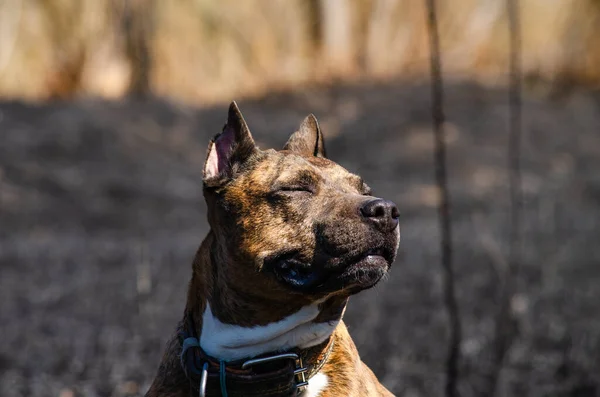 Tiger Staffordshire Terrier Hund Freien — Stockfoto