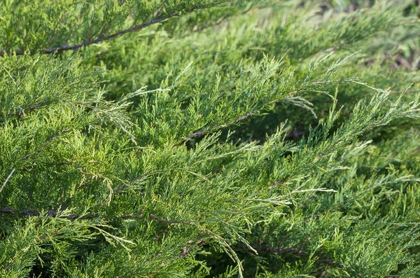 Yeşil Köknar Ağacı Dalları Bitki Örtüsü Yapraklar — Stok fotoğraf