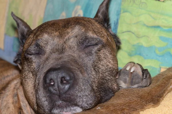 Tiger Staffordshire Terrier Dormire Casa — Foto Stock