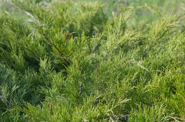 Πράσινα Κλαδιά Ελάτης Χλωρίδα Και Φύλλωμα — Φωτογραφία Αρχείου
