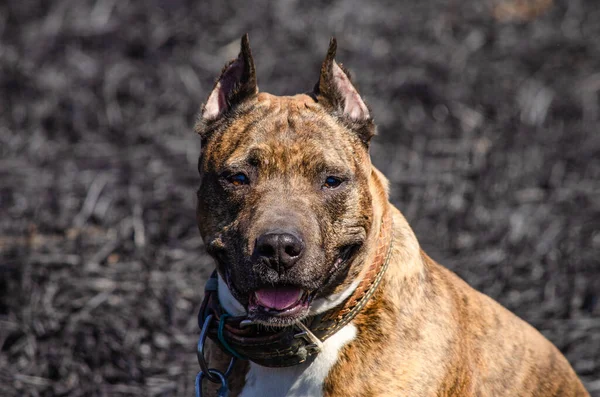 Tiger Staffordshire Terrier Hund Freien — Stockfoto