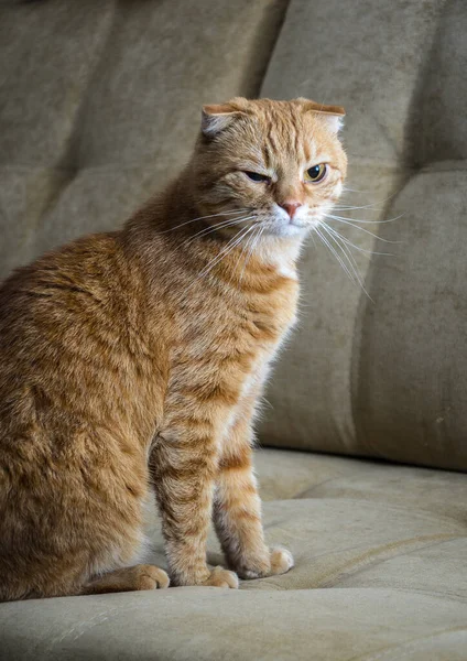 Carino Gatto Rosso Sul Divano Sfondo Primo Piano — Foto Stock