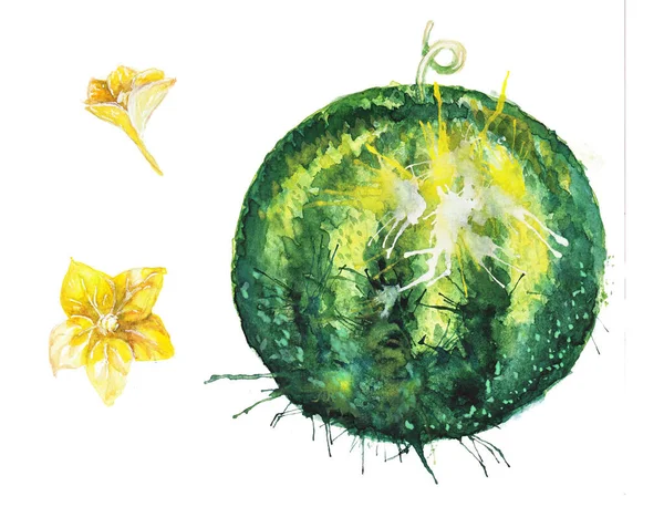 Handgezeichnete Illustration Der Grünen Runden Wassermelone Und Gelben Wassermelonenblüten Ihrer — Stockfoto