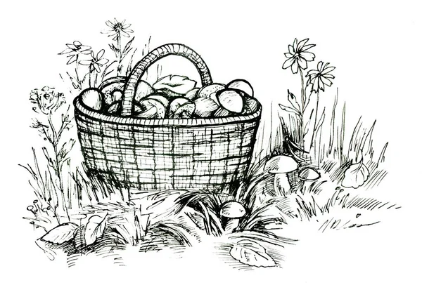 Sketch Illustration Basket Full Mushrooms Forest Meadow — Stock Photo, Image