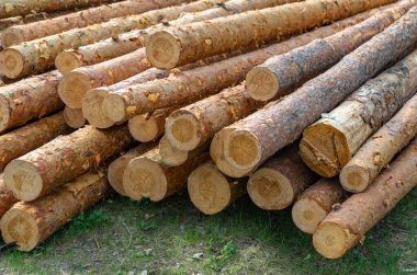 arkaplan için odun kütükleri istiflenmiş, ahşap doku.