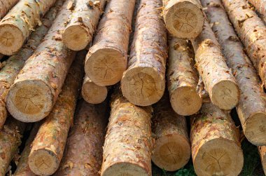 arkaplan için odun kütükleri istiflenmiş, ahşap doku.