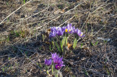 Mor kır çiçeklerini kapatın.