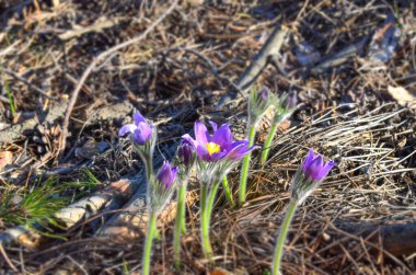 Mor kır çiçeklerini kapatın.