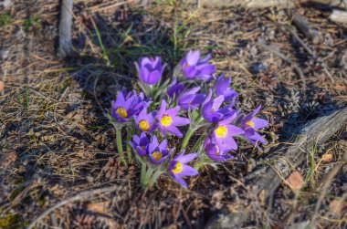 Mor kır çiçeklerini kapatın.