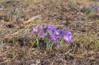 Mor kır çiçeklerini kapatın.