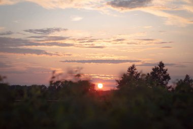 Ormanın güzel manzarası. Doğa geçmişi. Doğal gün batımı.