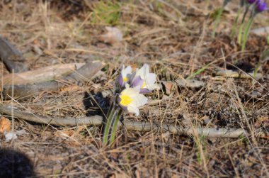 Beyaz crocus çiçeklerini kapatın.