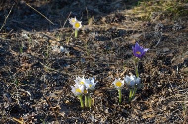 Mor ve beyaz çiçekleri kapatın.