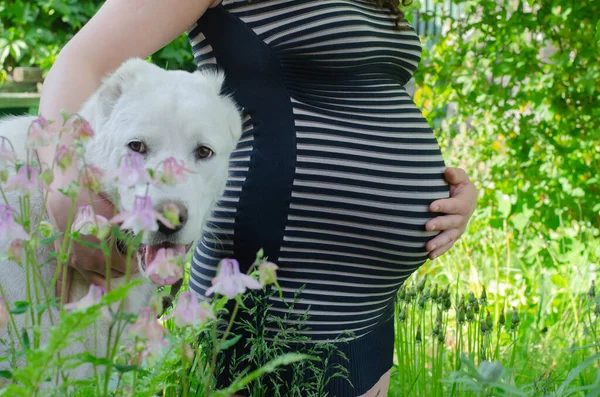 Mulher Grávida Fundo Folhas Verdes Vestido Listrado Com Seu Cão — Fotografia de Stock