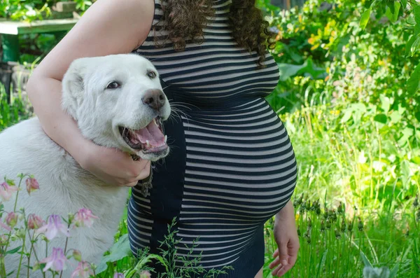 Pregnant Woman Background Green Leaves Striped Dress Her Whit Dog — Stock Photo, Image