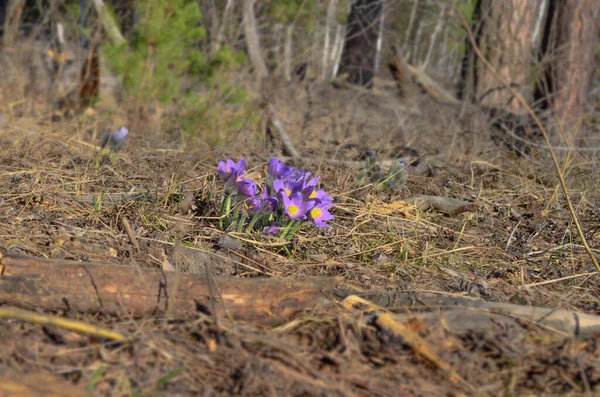 紫色のクロッカスの花を閉じて — ストック写真