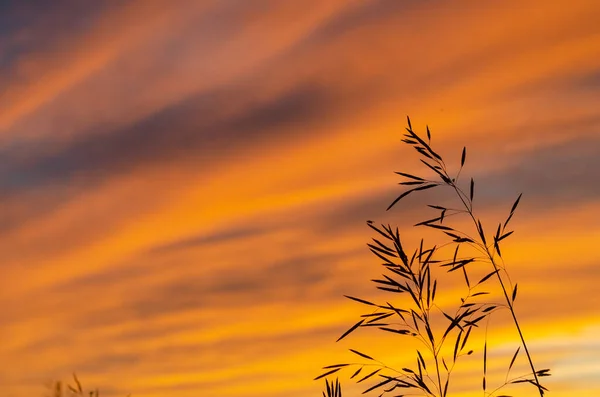 美しい自然背景と日没 — ストック写真