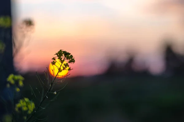 美しい自然背景と日没 — ストック写真