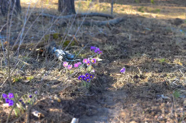 紫色のクロッカスの花を閉じて — ストック写真