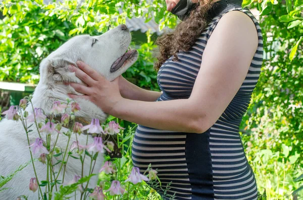 穿着条纹连衣裙 背负着绿叶的孕妇和她的白狗 — 图库照片