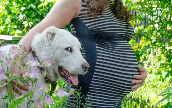 Έγκυος Γυναίκα Φόντο Πράσινων Φύλλων Ριγέ Φόρεμα Λαστιχένιο Σκυλί Της — Φωτογραφία Αρχείου