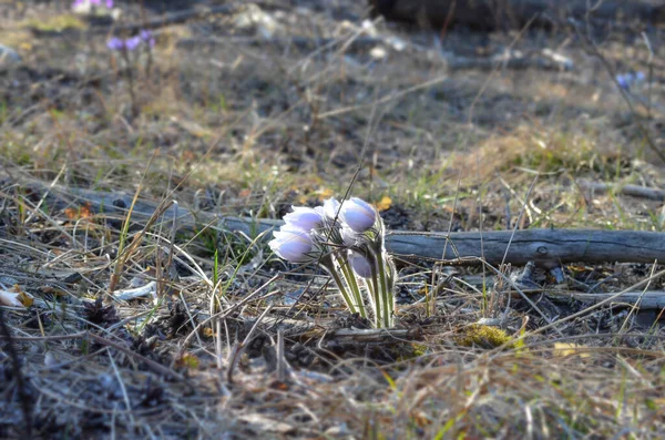 白い花を閉じ込めて — ストック写真