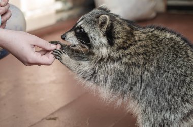 Şirin bir rakuna yaklaş.