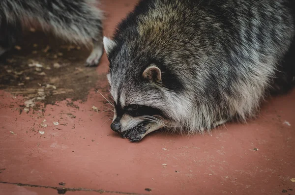 Cute Raccoons Eating Grapes — Stock Photo, Image