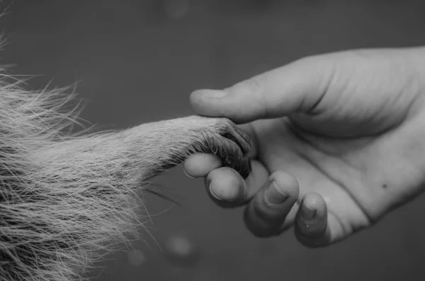 Close Guaxinim Bonito — Fotografia de Stock