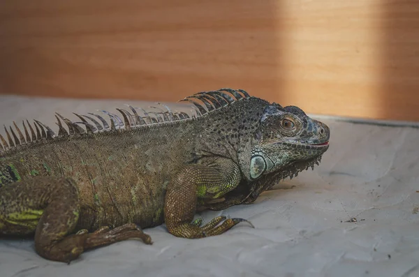 Close Iguana Background — Stock Photo, Image