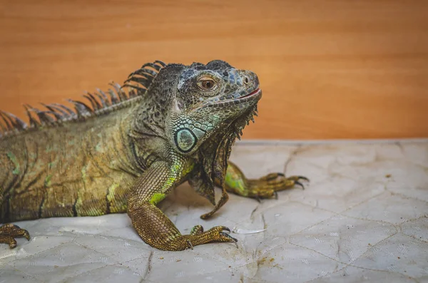 Close Iguana Background — Stock Photo, Image