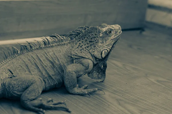 Arka Planda Bir Iguanayı Kapat — Stok fotoğraf