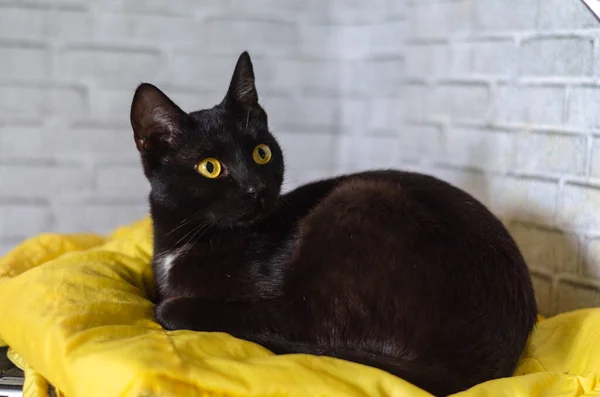 Gatto Nero Con Occhi Gialli Sul Divano — Foto Stock