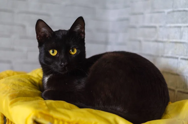 Zwarte Kat Met Gele Ogen — Stockfoto