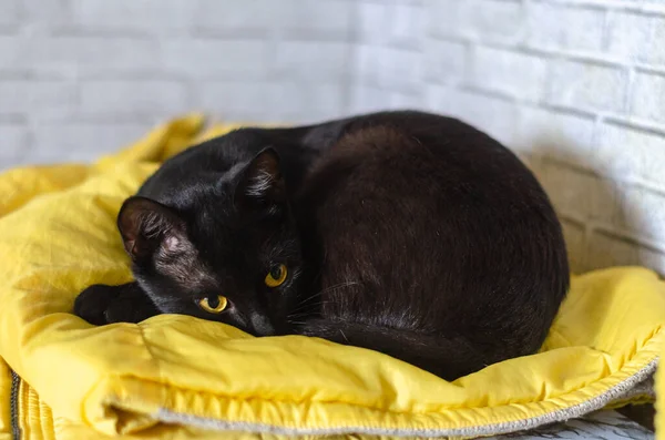 Gato Bonito Deitado Cama — Fotografia de Stock