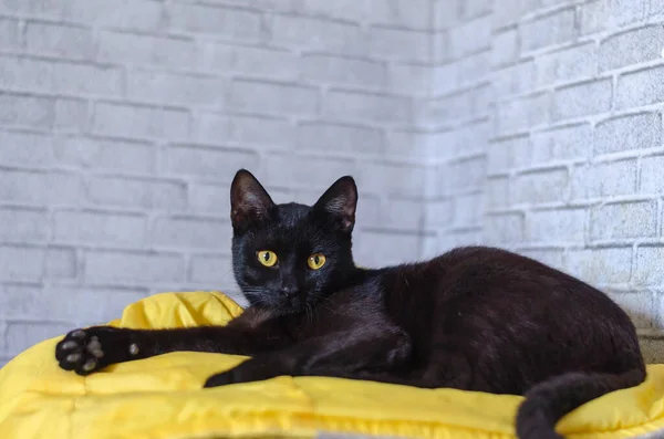 Zwarte Kat Met Gele Ogen Een Witte Achtergrond — Stockfoto