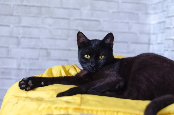 Zwarte Kat Met Gele Ogen Een Wit Pluizig Katje — Stockfoto