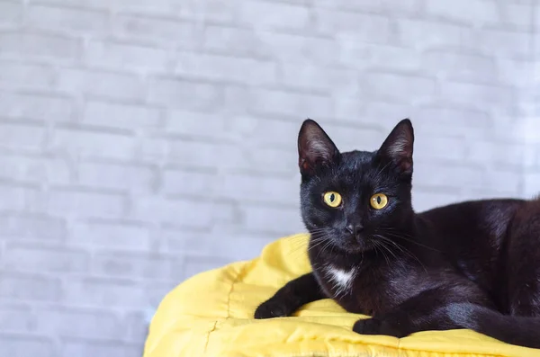 Schattige Kat Met Gele Ogen — Stockfoto