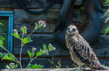 Güzel bir kartalın fotoğrafı.