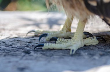 Güzel bir kartalın fotoğrafı.