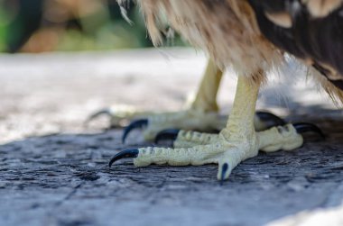 Genç bir uçurtmanın pençelerinin yakın plan fotoğrafı. Keskin pençeli genç bir yırtıcı kuşun pençeleri