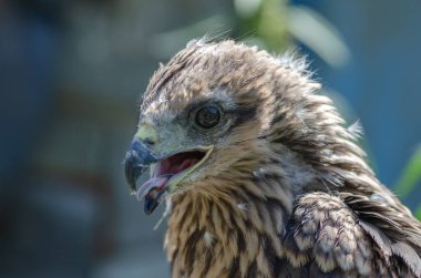 Bir şahinin yakın plan fotoğrafı.